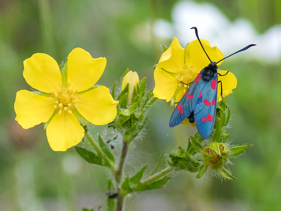 Zygaena filipendulae