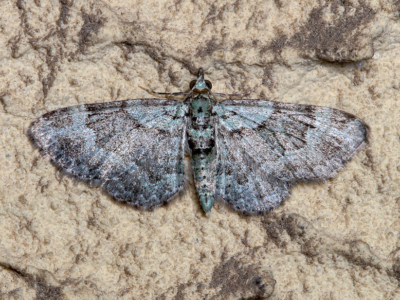 Pasiphila rectangulata - Geometridae