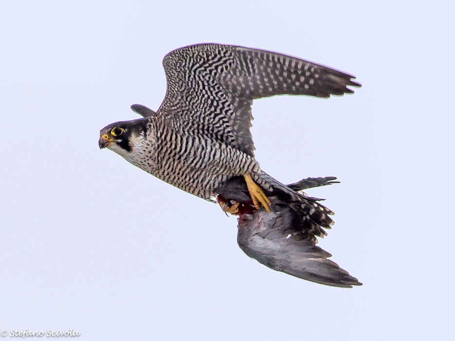Falco pellegrino (Falco peregrinus) - il 