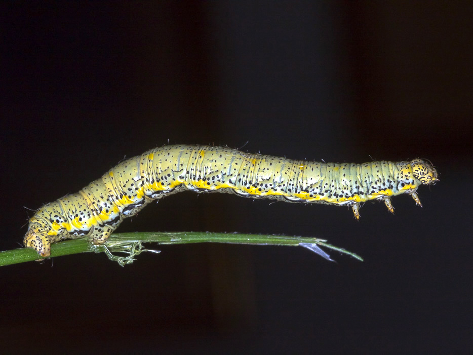 Aiuto id. larva - Lycia florentina, Geometridae