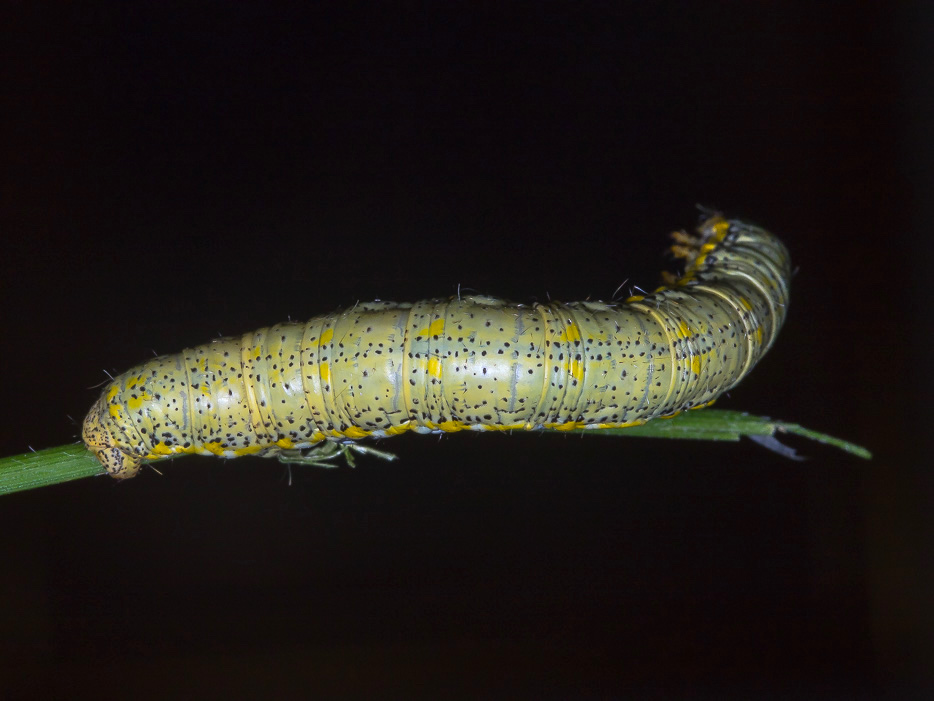 Aiuto id. larva - Lycia florentina, Geometridae