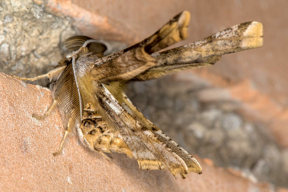 Geometridae - Apochima flabellaria