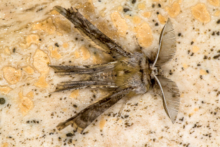 Geometridae - Apochima flabellaria