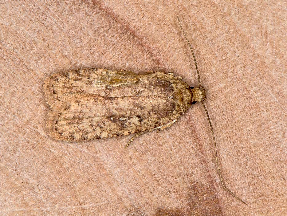 Depressariidae