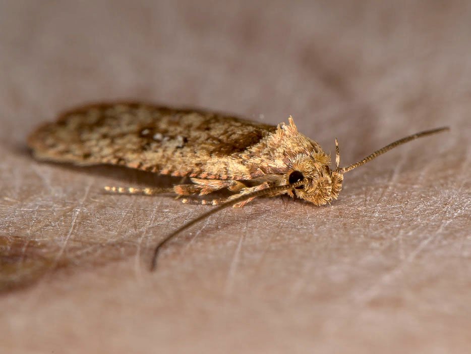 Depressariidae