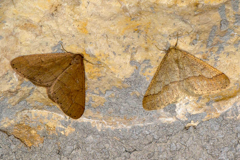 Geometridae, Agriopis marginaria