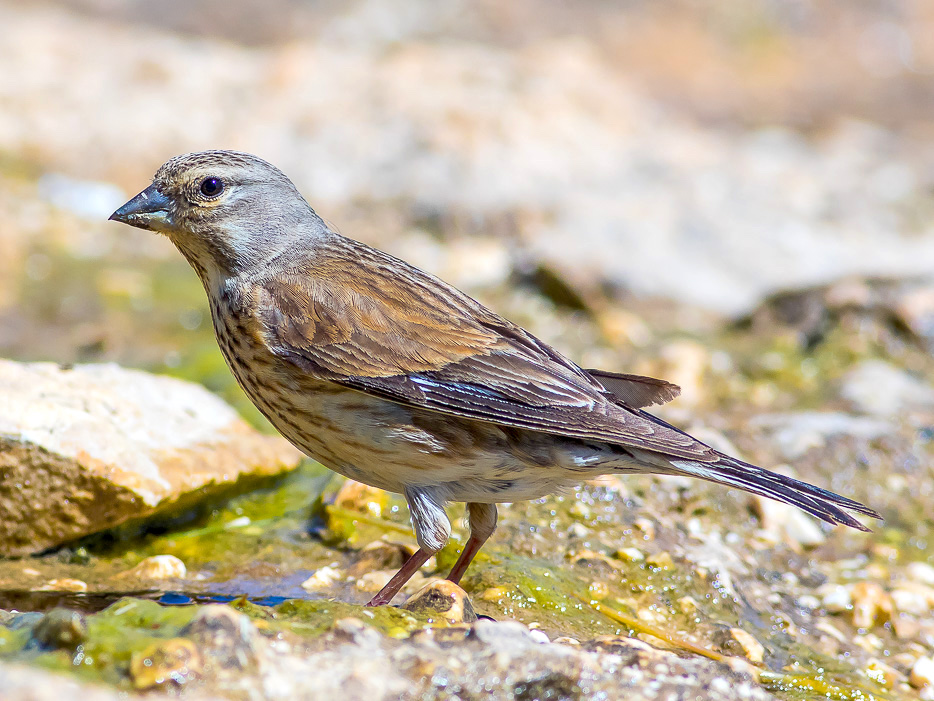 Fanello (Carduelis cannabina) ♀ e ♂