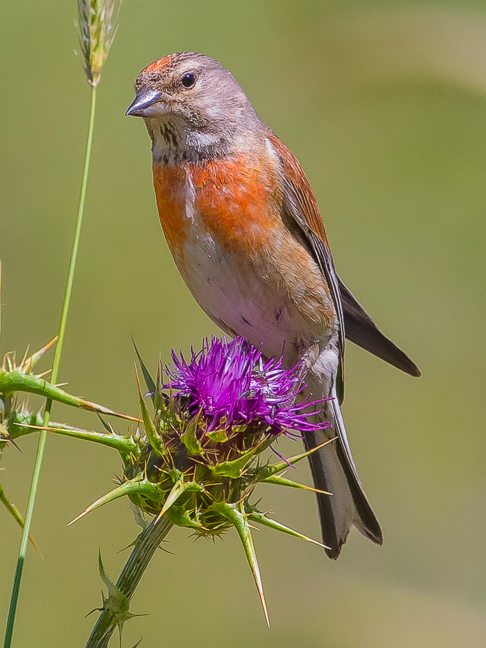 Fanello (Carduelis cannabina) ♀ e ♂