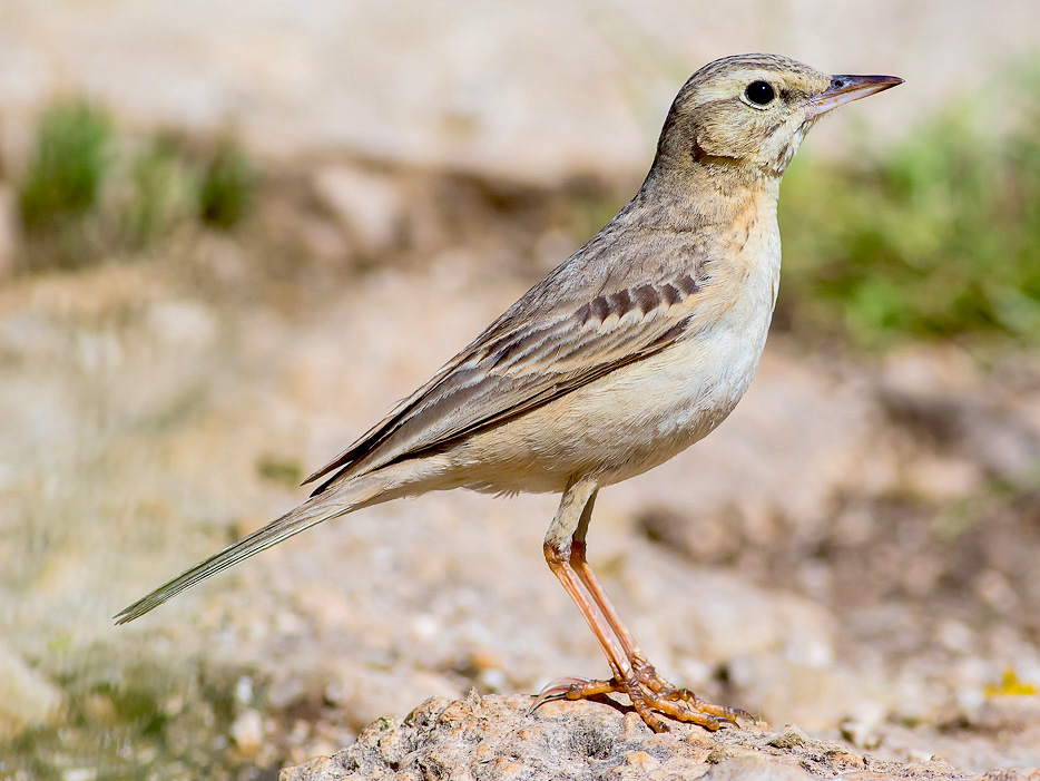 Calandro (Anthus campestris)