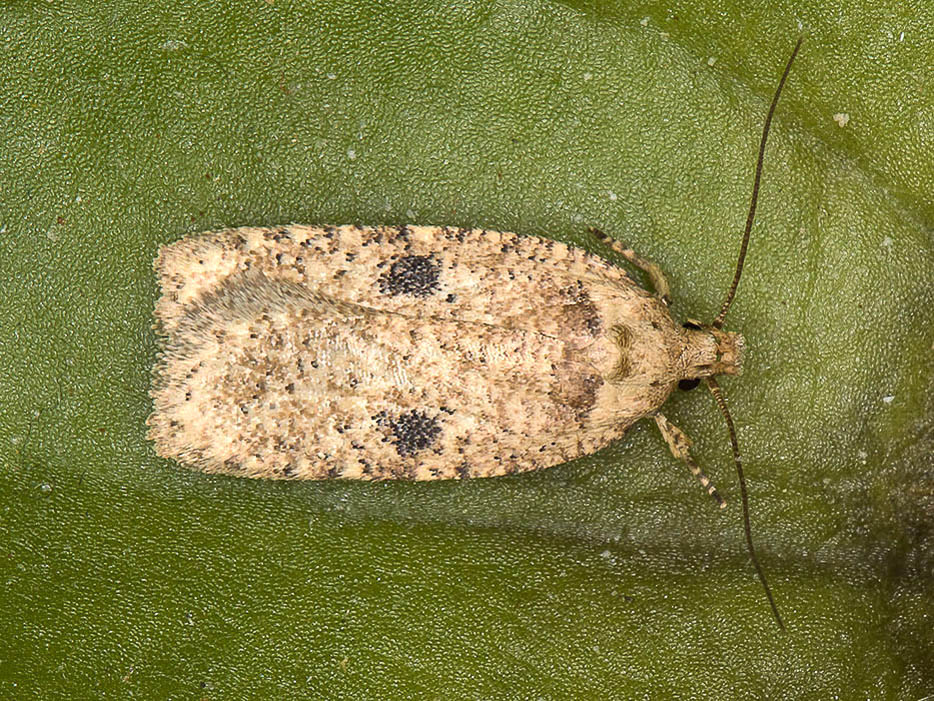 Elachistidae da id - Agonopterix sp.