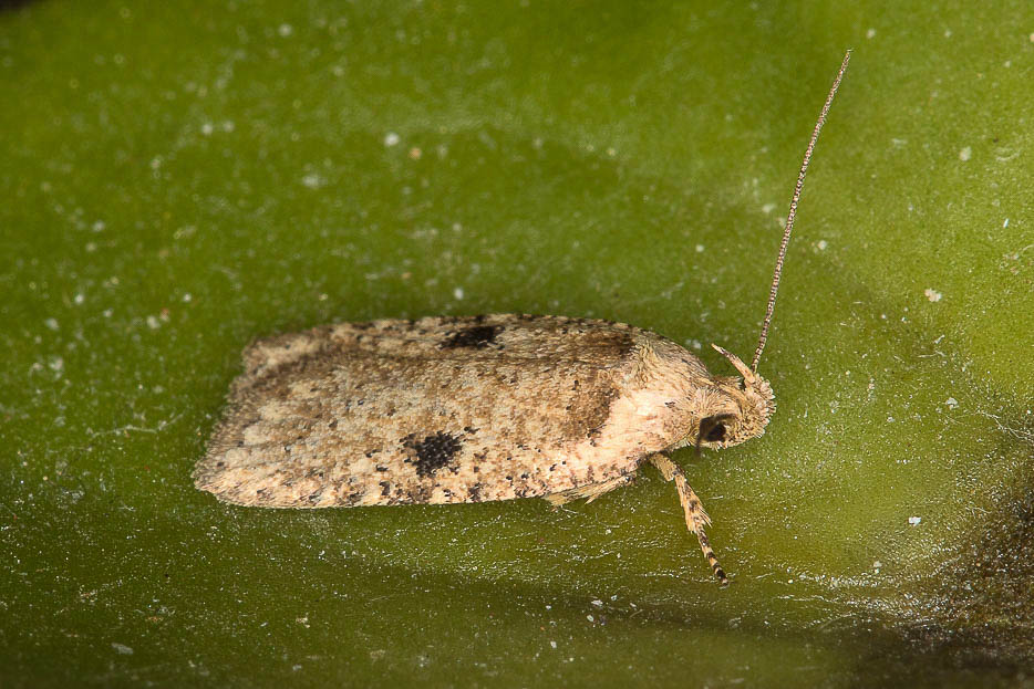 Elachistidae da id - Agonopterix sp.