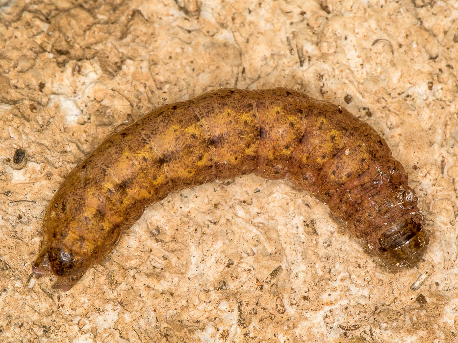 Aiuto id. larva - Noctuidae Noctuinae