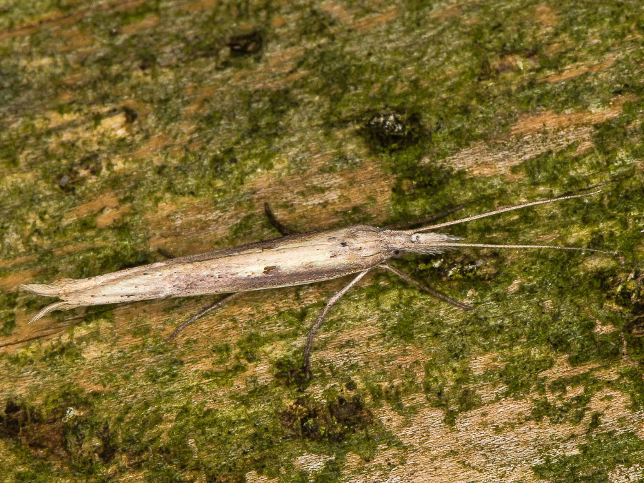 Ypsolopha mucronella, Ypsolophidae