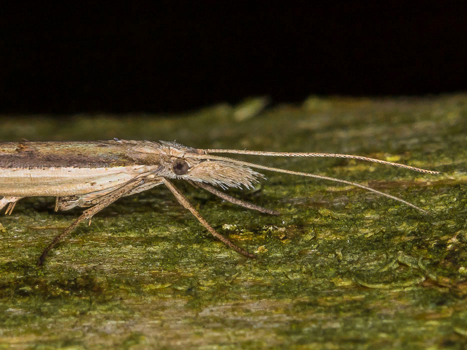 Ypsolopha mucronella, Ypsolophidae