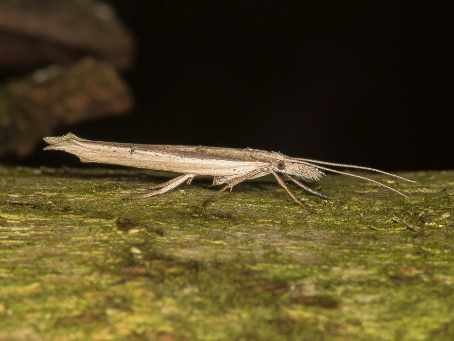 Ypsolopha mucronella, Ypsolophidae