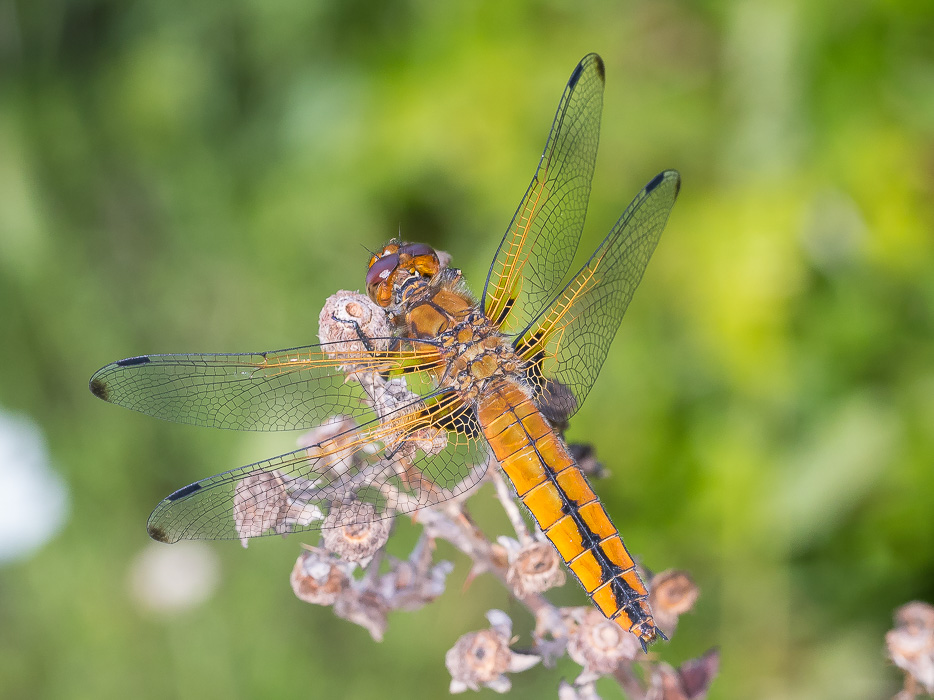 Libellula fulva, femmina