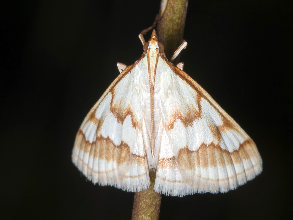 Ephelis cruentalis - Crambidae
