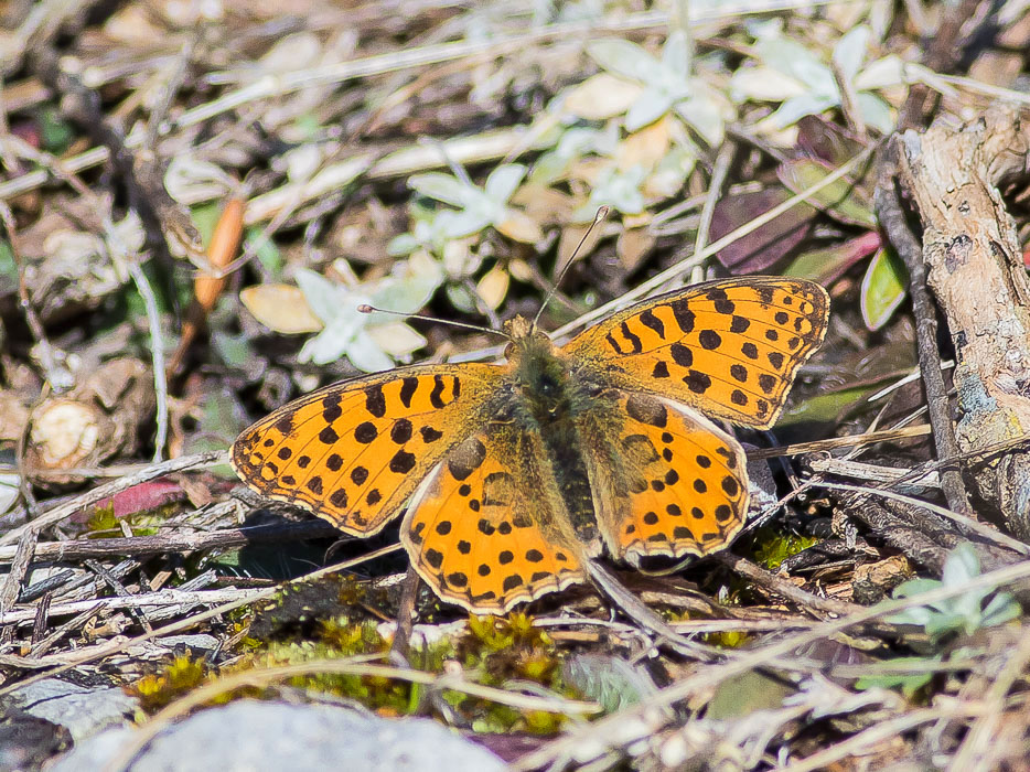 Nymphalidae - Issoria lathonia