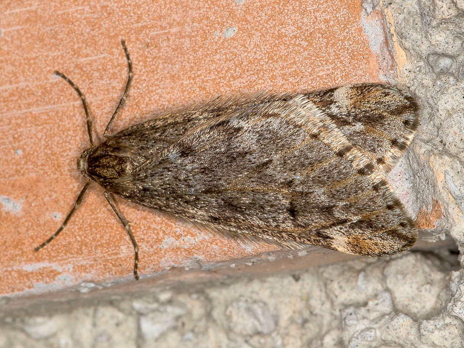 Geometridae - Alsophila aescularia