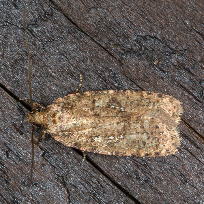 Altra Agonopterix