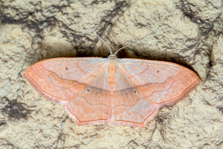 Scopula (Calothysanis) imitaria - Geometridae