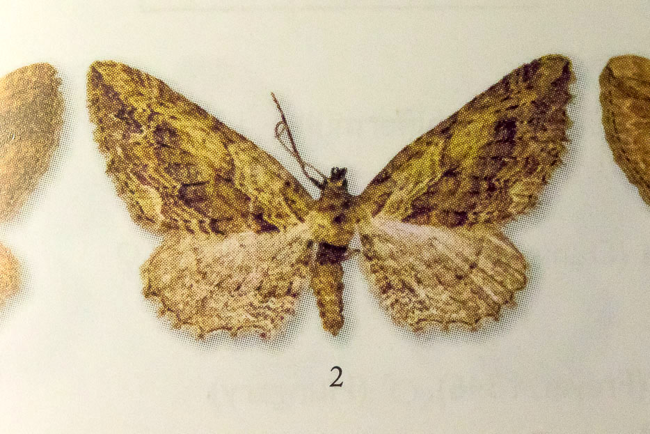 Horisme predotai (Geometridae)