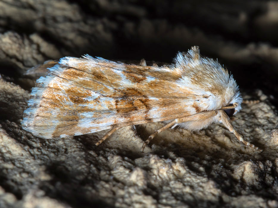 Eremobia ochroleuca - Noctuidae