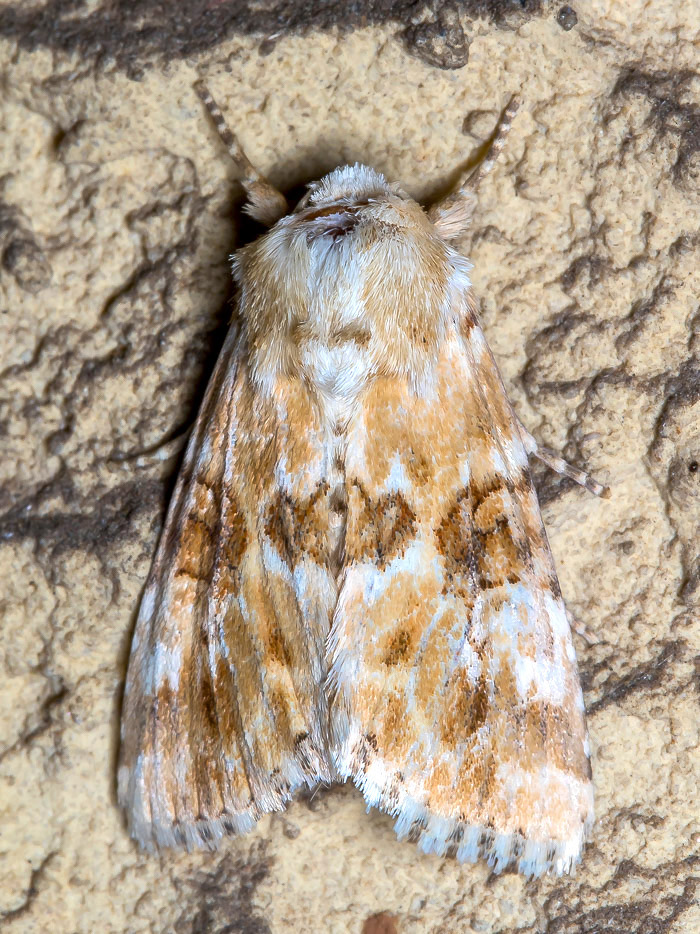 Eremobia ochroleuca - Noctuidae