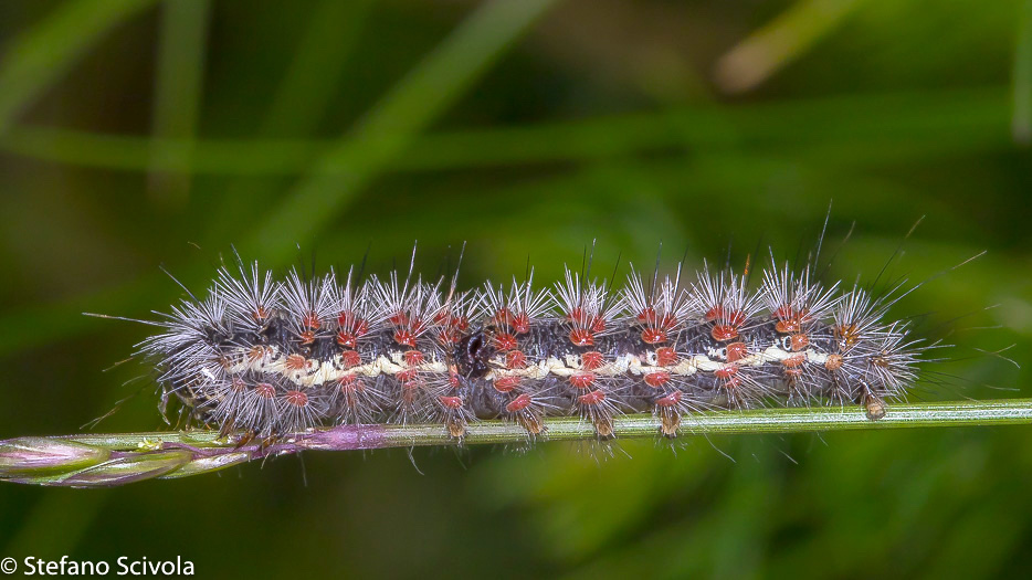 Larva da id: Cymbalophora rivularis