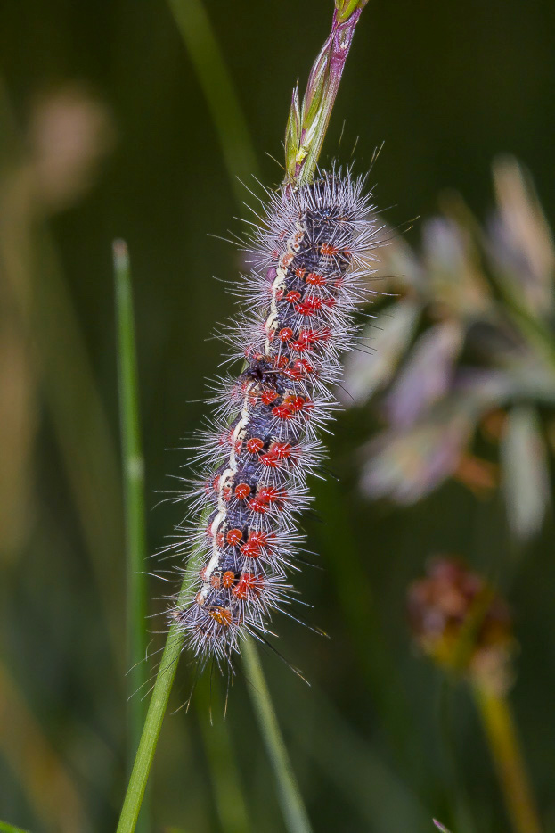 Larva da id: Cymbalophora rivularis