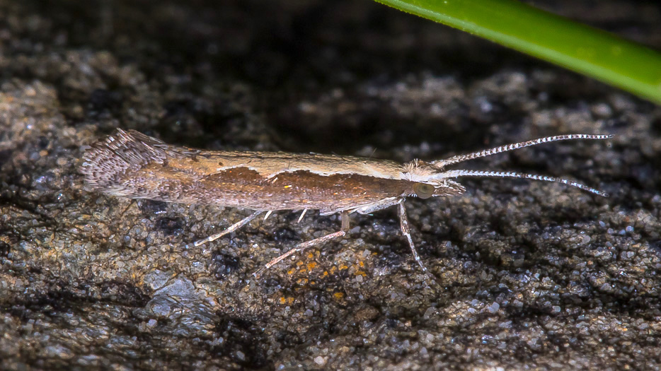 Plutellidae da confermare - Plutella xylostella