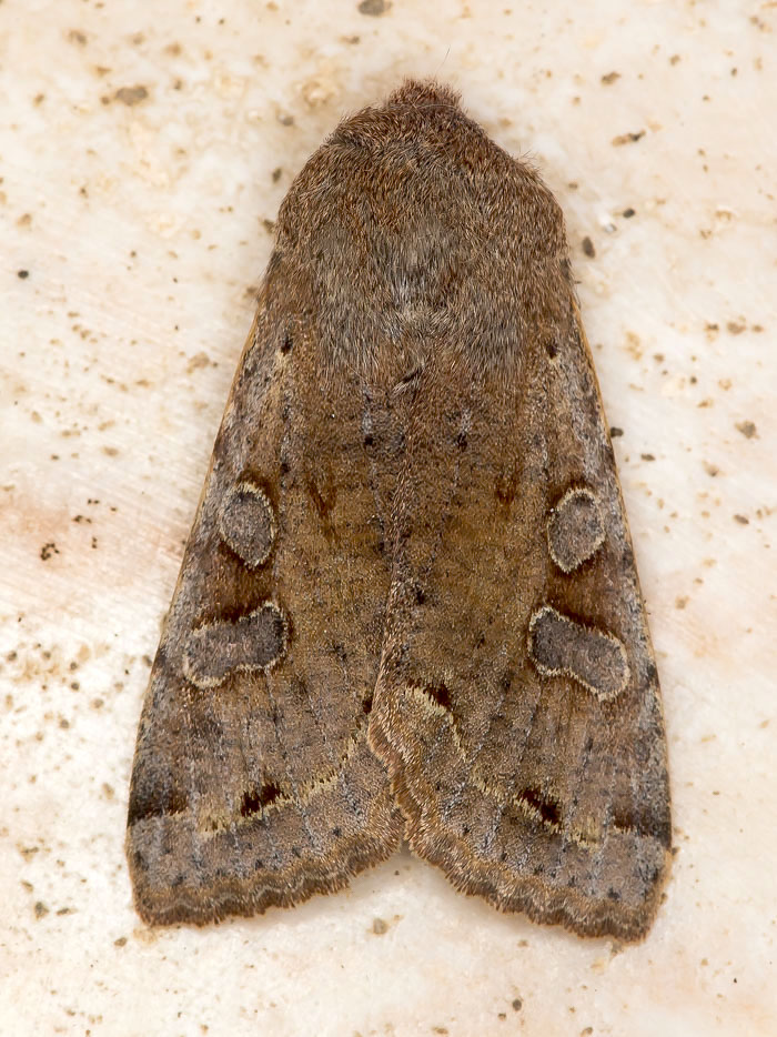 Noctuidae, Orthosia (Orthosia) incerta