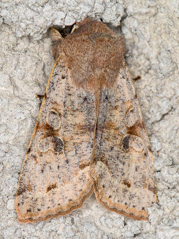 Noctuidae, Orthosia (Orthosia) incerta