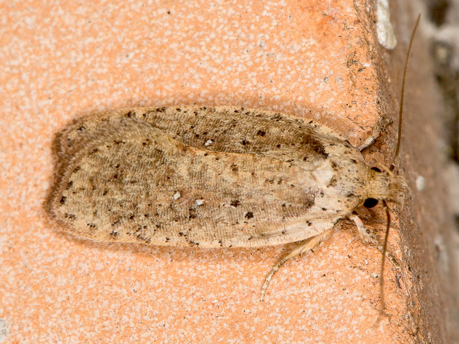 Elachistidae: Agonopterix heracliana (Cfr)