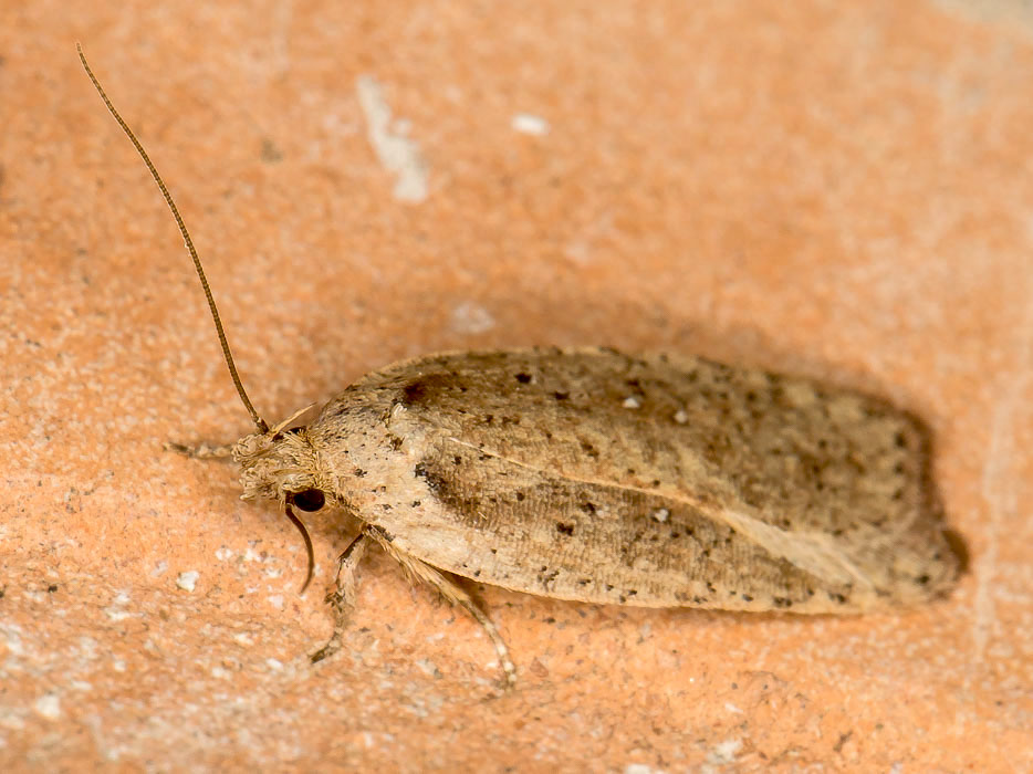 Elachistidae: Agonopterix heracliana (Cfr)