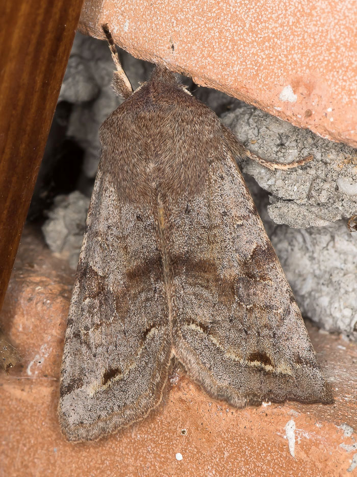 Noctuidae, Orthosia (Orthosia) incerta