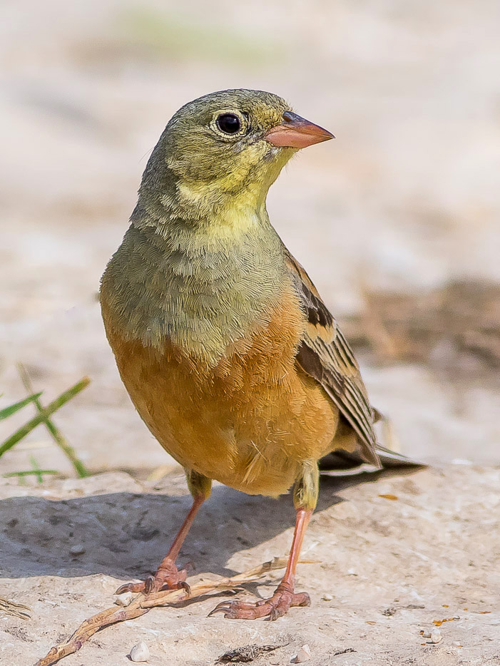 Ortolano (Emberiza hortulana)