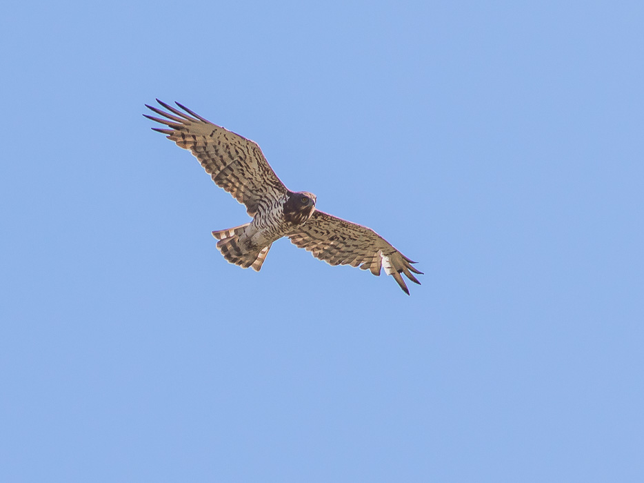 Biancone (Circaetus gallicus)