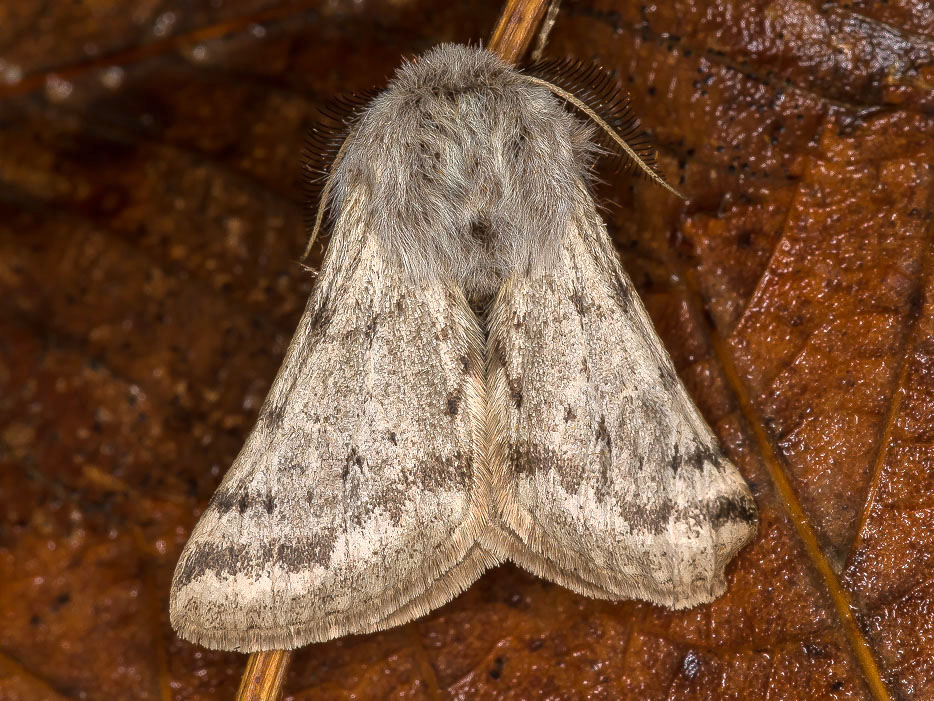 Lycia florentina