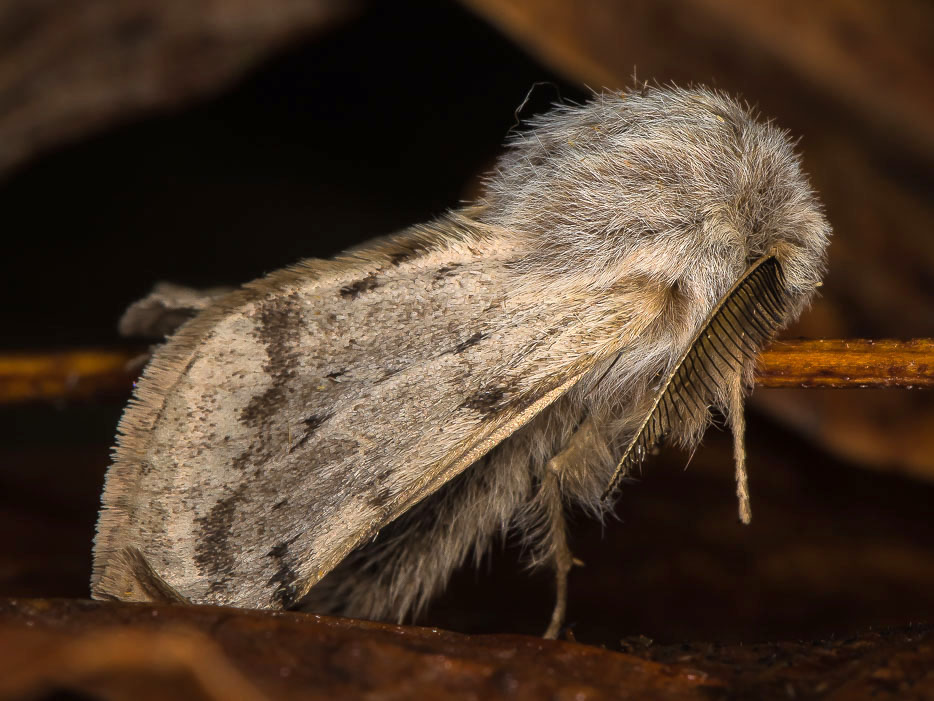 Lycia florentina