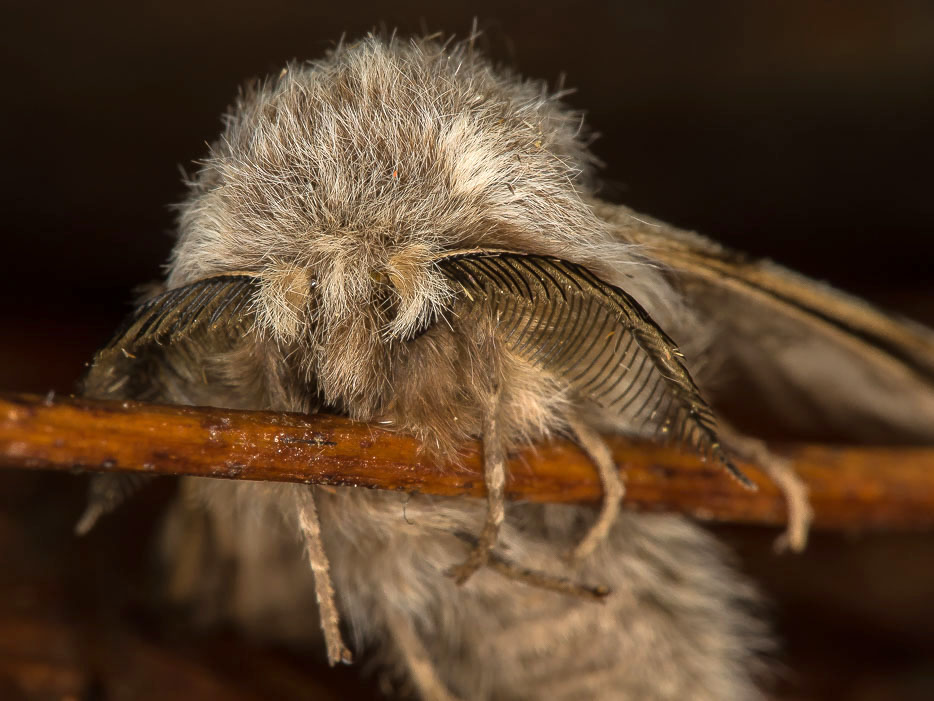Lycia florentina