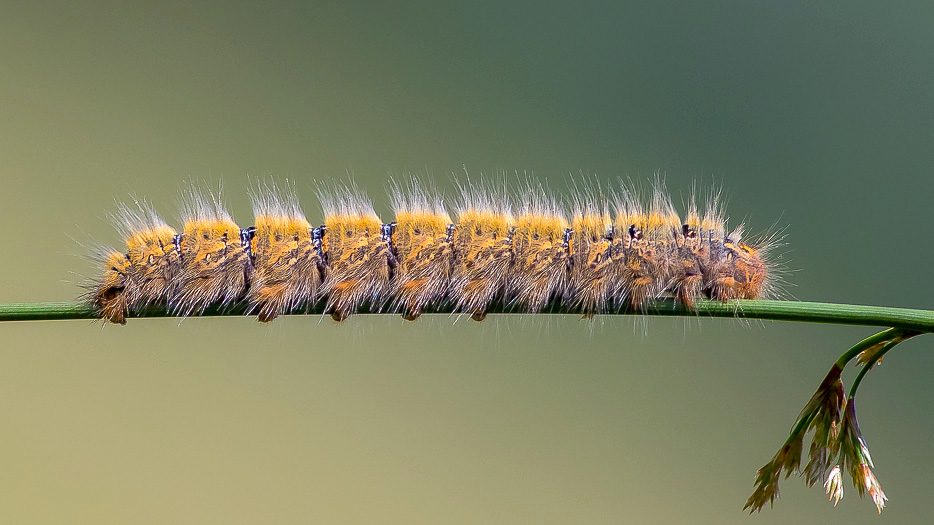 Larva di Lasiocampa (Pachygastria) trifolii