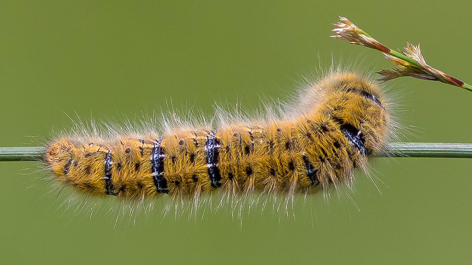 Larva di Lasiocampa (Pachygastria) trifolii