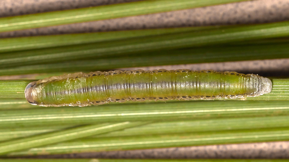 Larva di Imenottero sinfite