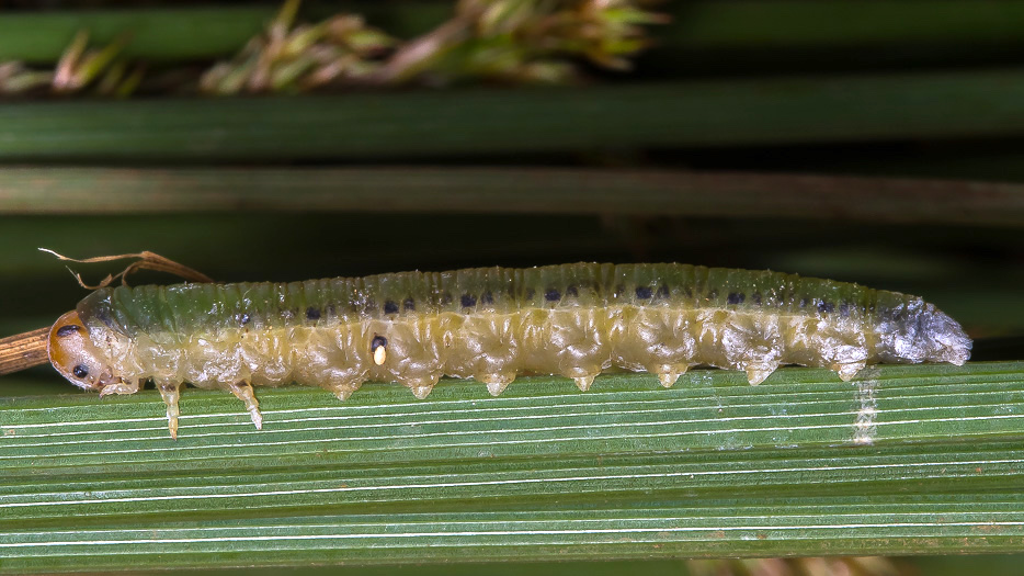 Larva di Imenottero sinfite