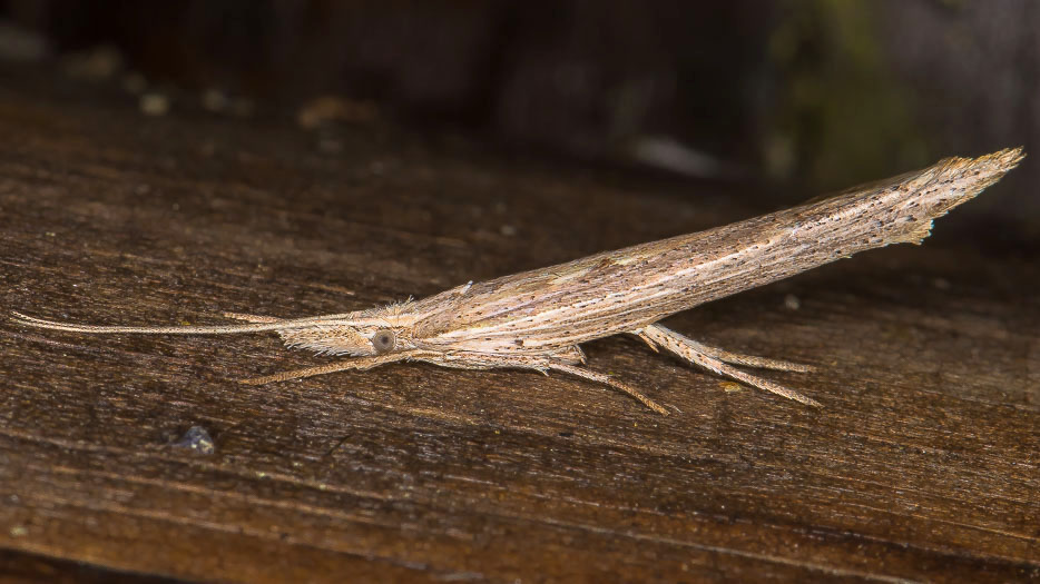 Ypsolopha mucronella