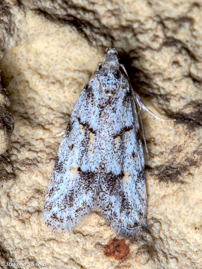 Micro da determinare: Symmoca signatella - Autostichidae