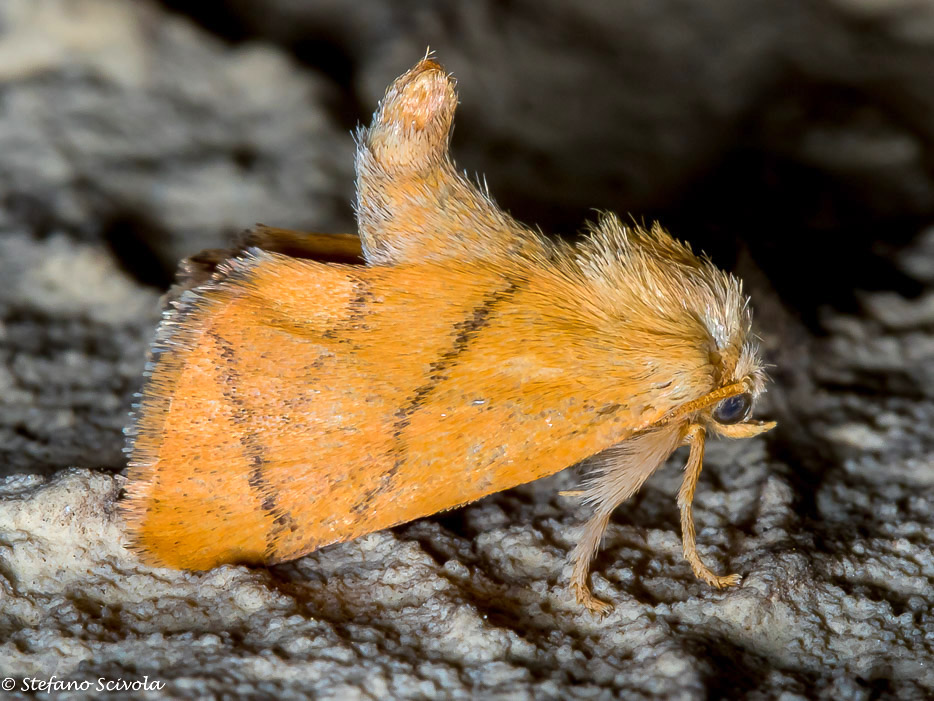 Lepidottero da id.- Apoda limacodes, Limacodidae