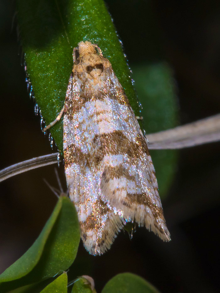 Micro da id - Isotrias cfr. rectifasciana, Tortricidae