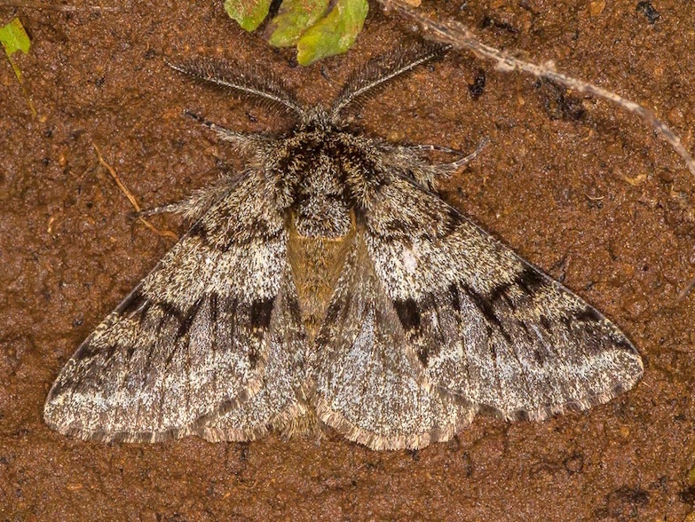 Geometridae - Lycia hirtaria